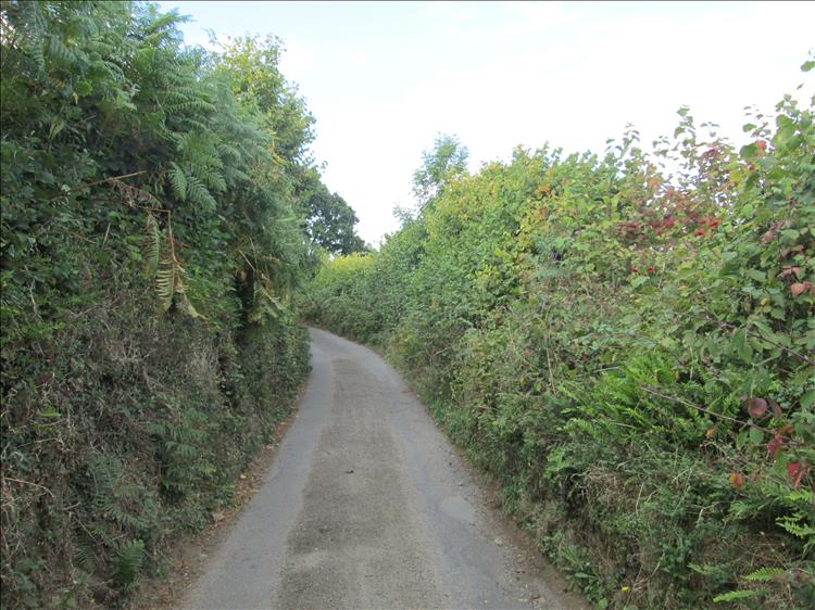 A narrow lane between hedges, fauna and trees on a dartmoor lane