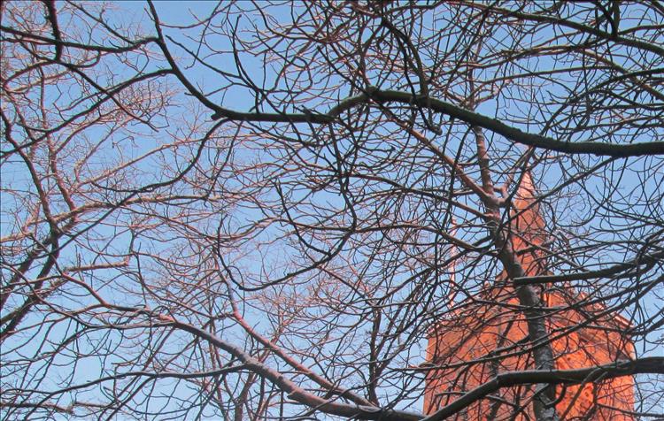 Frosy ice and snow atop of the branches in this winter scene