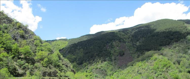 Lush green grees covering an angular landscape in Northern Spain