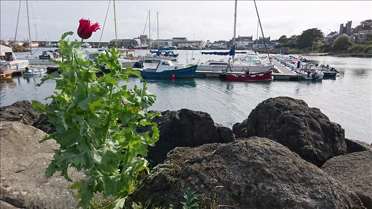 A tall thistle with a red flower in the foreground, the marina and boat of ardgalss