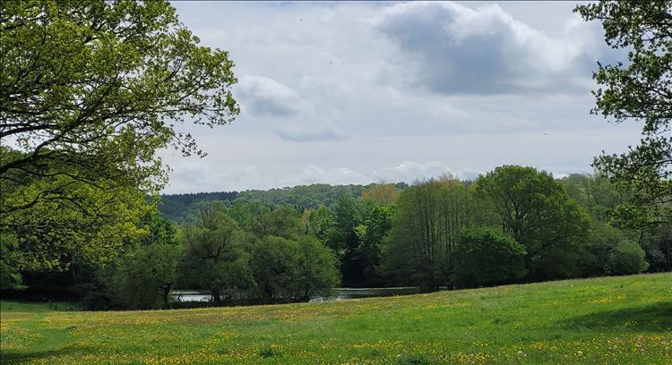 Big trees, a small lake in the distance, a lush green meadow and gentle sunshine