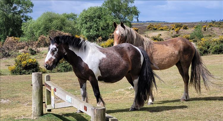 2 stout horses, somewhat scruffy and wild looking just standing around