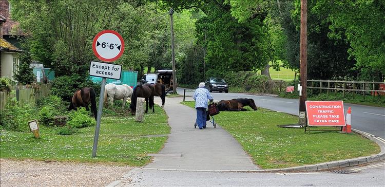 Several wild horses eat grass, hang around and lie about by the road in the village as an old lady walks by