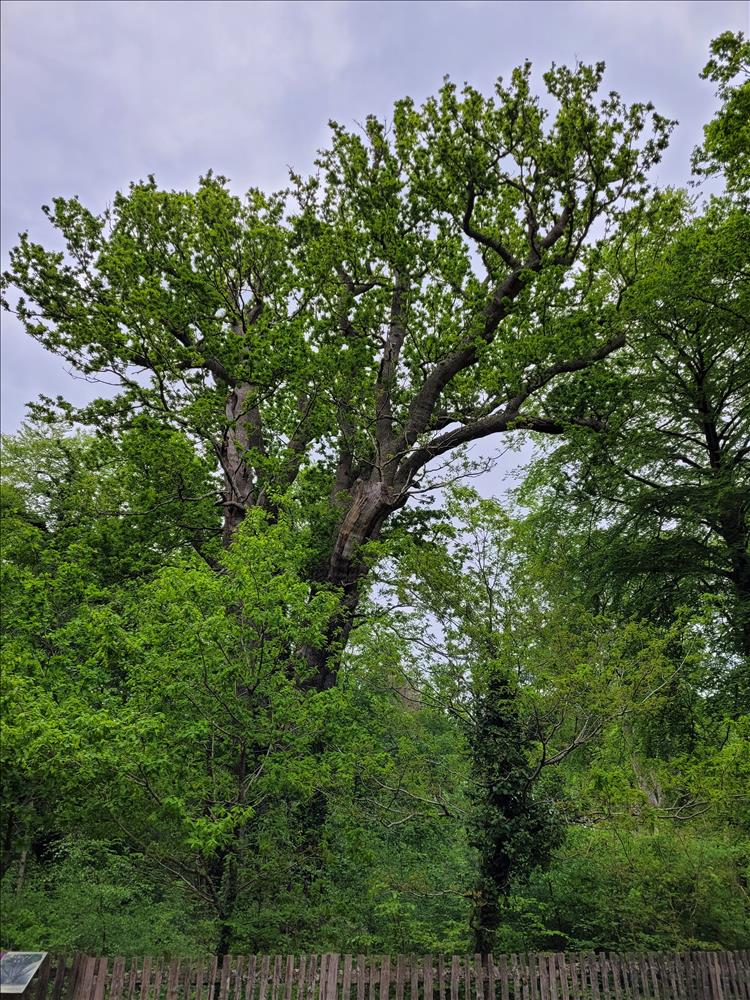 The massive old tree still has leaves and good growth