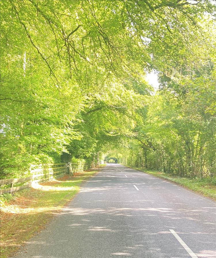 Trees with light green leaves form a light tunnel above the lane disappearing into the distance