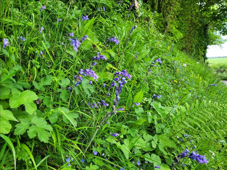 purple flowers and various grasses and ferns beside the narrow lane near salisbury