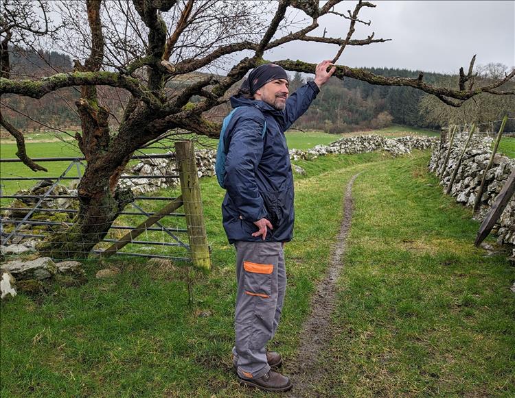 Ren out walking by a gnarly tree along a grassy path and stone wall