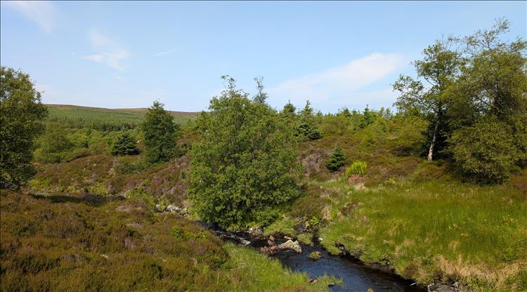 Hills, trees both angular and thick, rows of pines too, a brook, hard grasses and nature