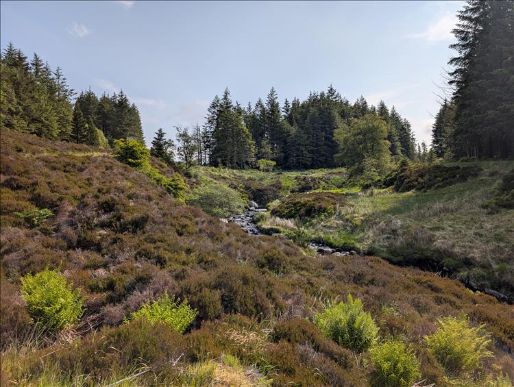Pine trees, hardy grasses, a babbling brook and blue skies in The Galloway Forest