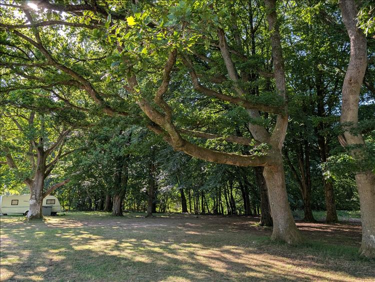 Thick woodland with old hardwood trees