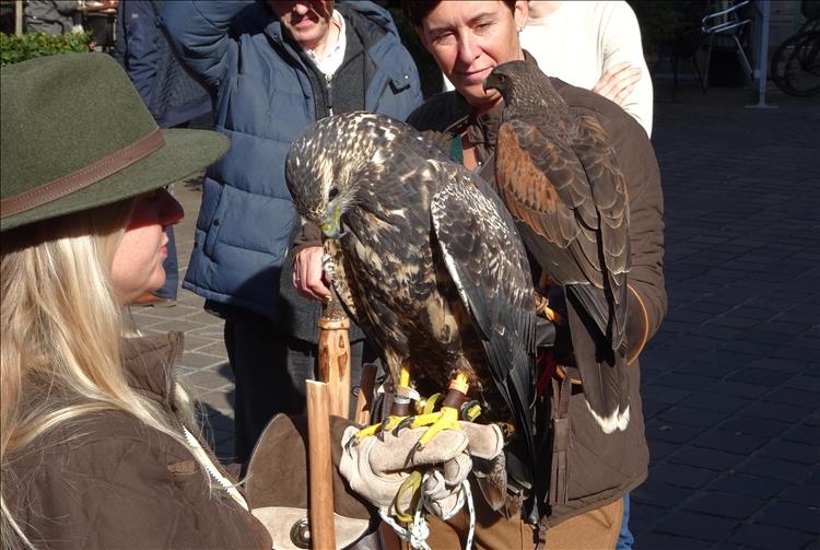 A blond woman with leather glove has a bird of prey on her hand