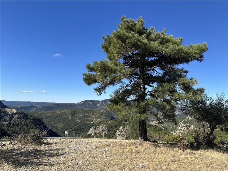 A tall tree, gravel and a bend with the mountains and blue skies beyond