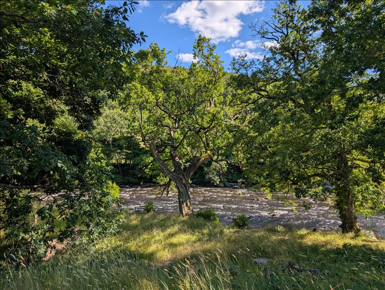 Thick dense leafy trees, the river babbling through and blue skies at Elan Oaks