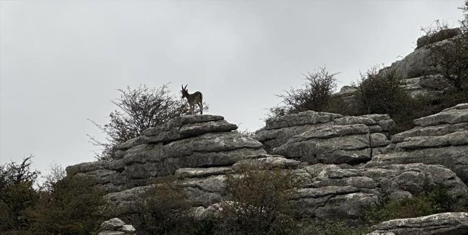 An Iberian goat with long horns stands atop rocks, outlined against the sky