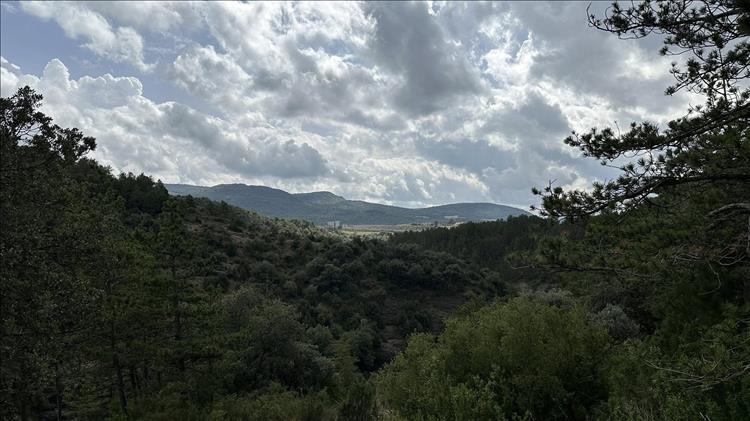 Hardy trees and scrub, set around more vast moutain views under light cloud sky