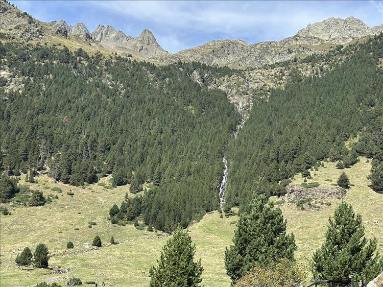 Trees on a steep slope with narrow waterfals between