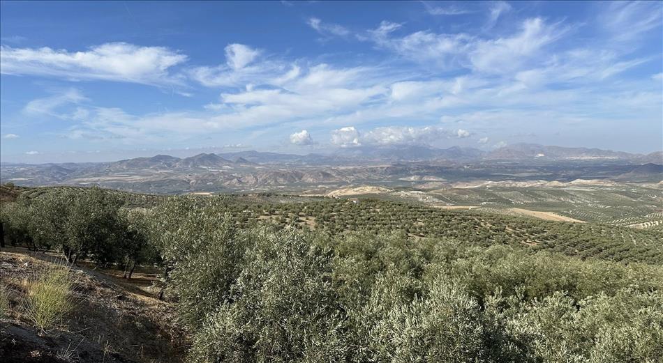 Again spreading into the distance olive groves and mountains many miles away