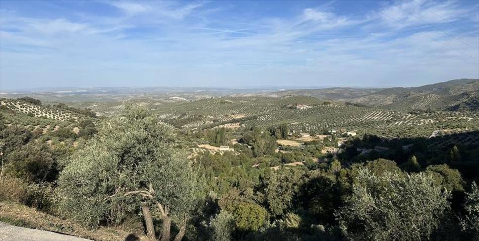 looking from on high we see endless folds in the land covered with olive groves into the far far distance