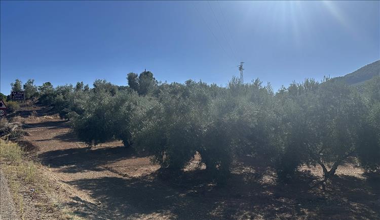 Thick dense hardy green bushy trees beside the dry arid road