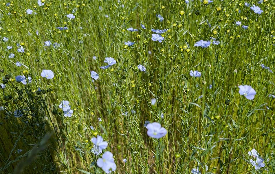 Purple flowers atop green stalks in a field