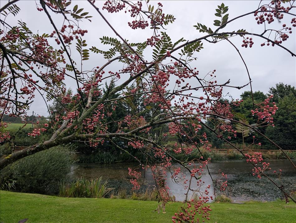 Looking through a branch laden with berries across a pond to trees