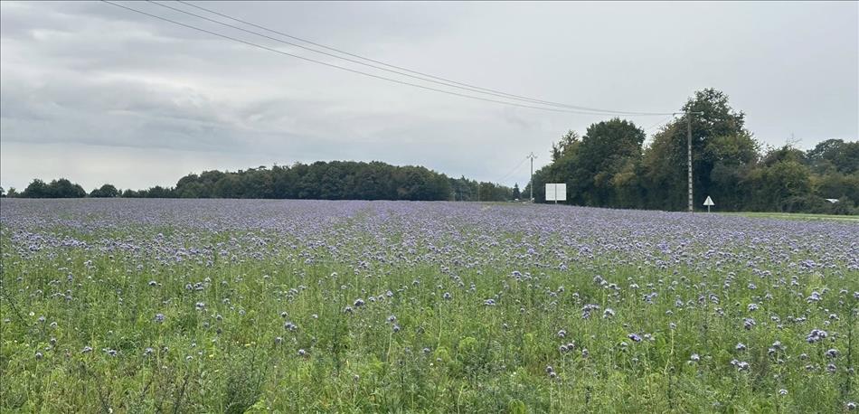 A field with a crop, tall stems small purple fower heads
