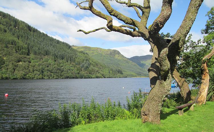 A twisted tree by a pretty tree lined loch. Loch Eck in the Highlands