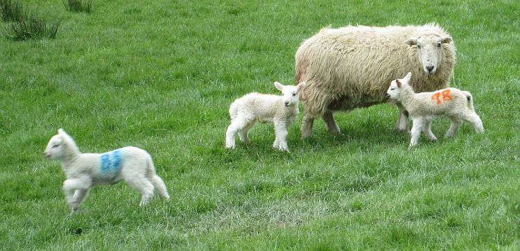 a sheep and three very young lambs frolicking in a Welsh field