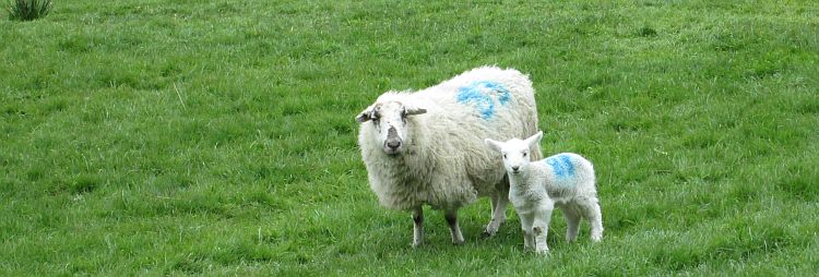 a sheep and a young lamb looking at the camera from a field