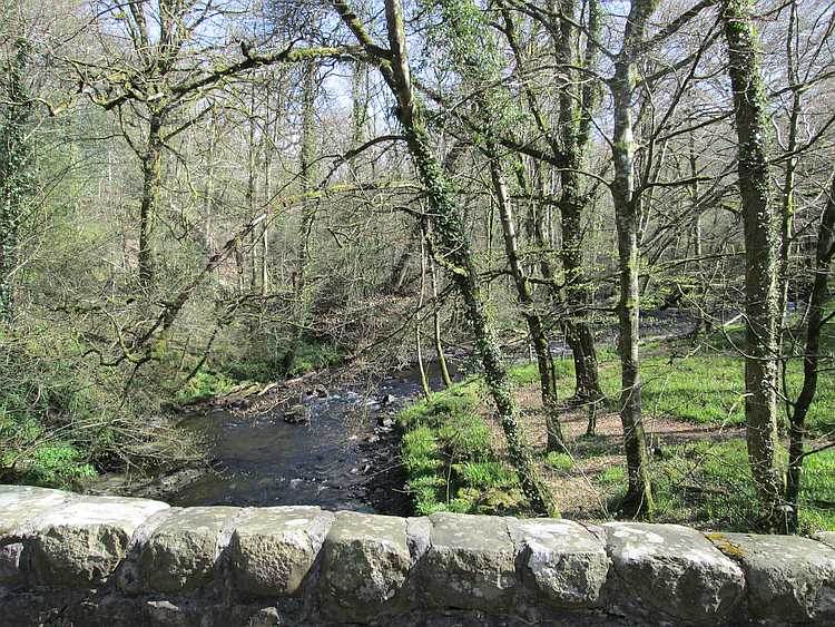 A stream babble through a valley filled with twisted and curious trees