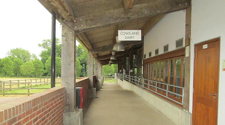 a large, smart and modern cow shed for the spoiled cows at the temple