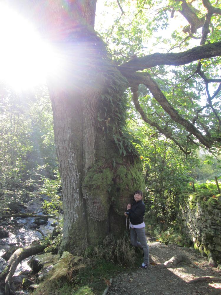 Sharon stands beside a massive thick old tree near Aira Force