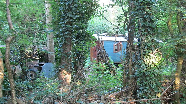 A curious old gypsy style camping wagon amidst a tangle of trees and bushes