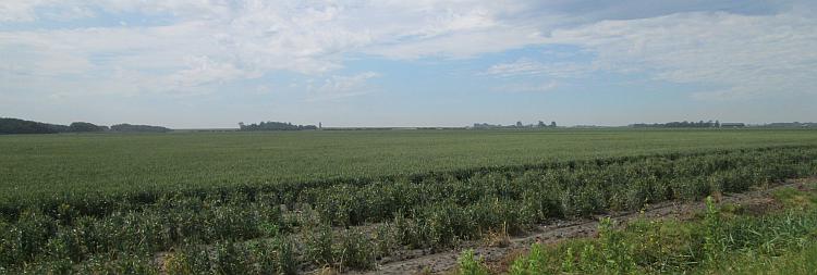 A vast flat green field with just a few clumps of trees in the distance