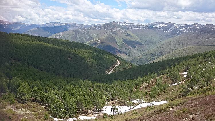 More snow capped peaks and huge forest of pine trees