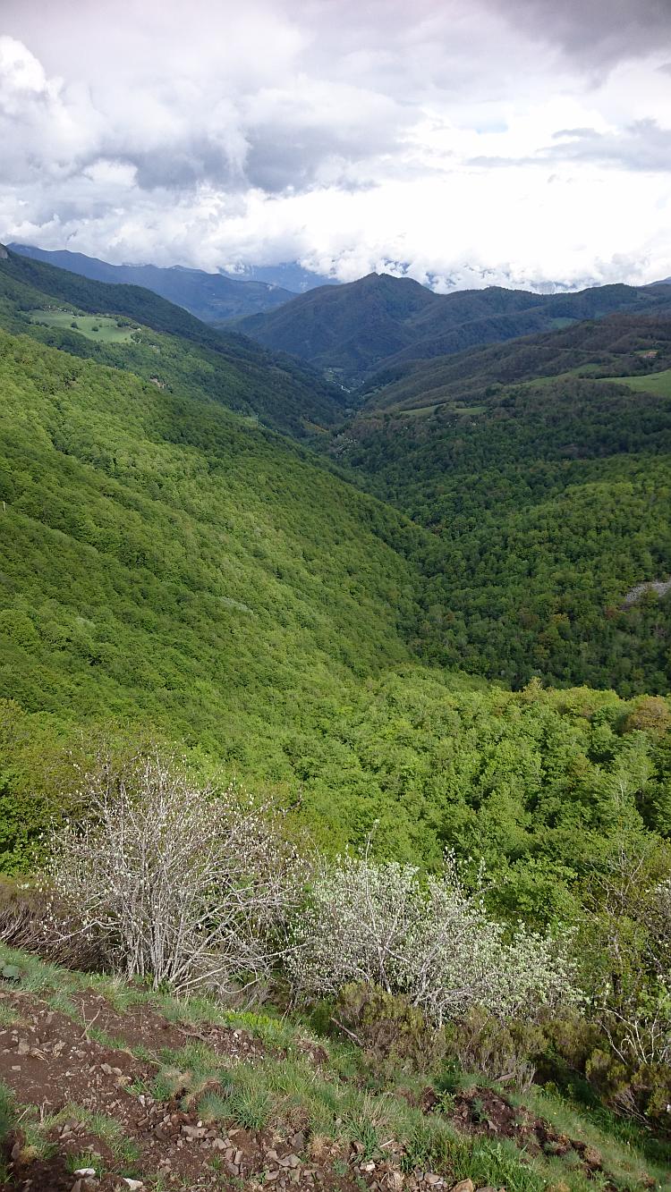 Potrait shot of the valley showing the trees and mountain tops as well as the closer scene