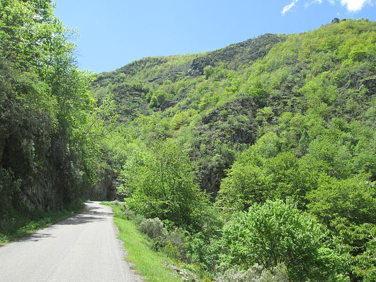 A narrow lane between tall trees in full leaf and steep hillside covered in a thick forest
