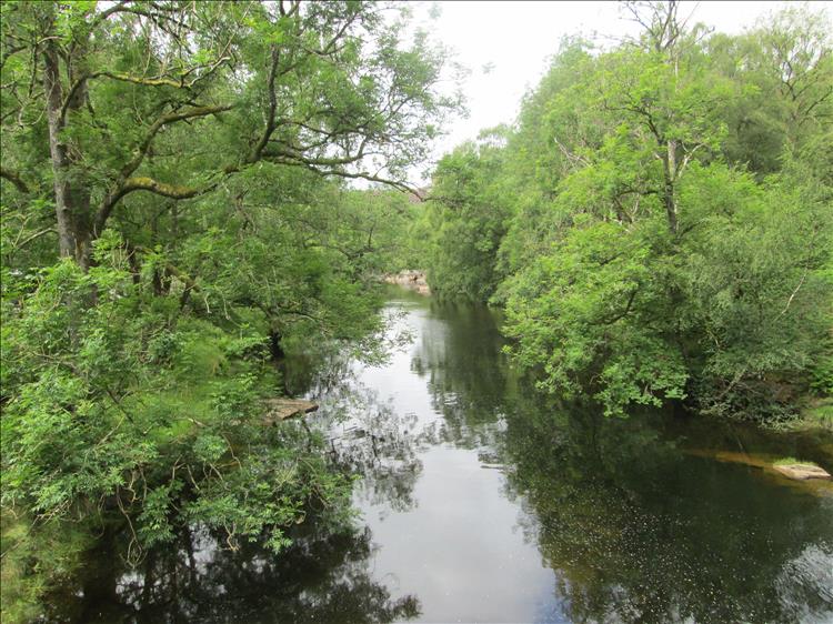 More this woodland droops over the calm waters in a pretty shot