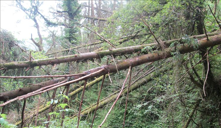 Fallen trees lie across the gorge formed by the waterfalls all covered in mosses