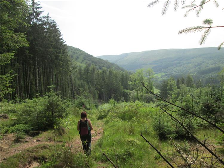 an area between the trees is filled with deep lush vegatation and sharon is off exploring