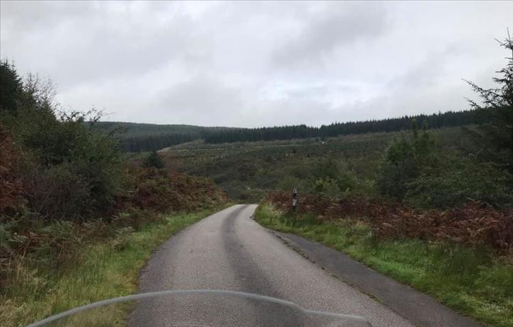 This forest, dense undergrowth and a single track lane through it all on the Kintyre Peninsula