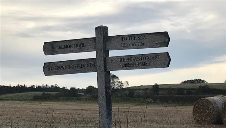 A wooden sign with one option being the salmon trial