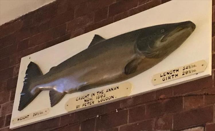 A fish on a plaque on a wall with impressive weights and sizes recorded on the mounting