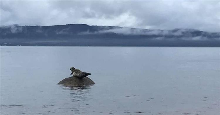 A fat seal on a solitary rock in the water has one paddle in the air, as though waving