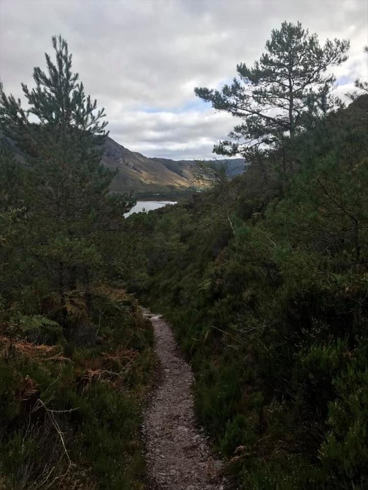 tall pines and a narrow path overlook a loch