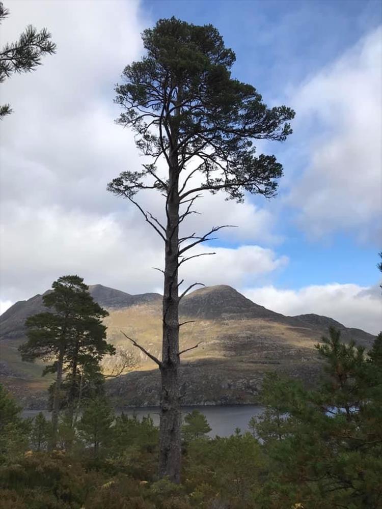 A tall pine tree naked lower down against the rugged highland backdrop