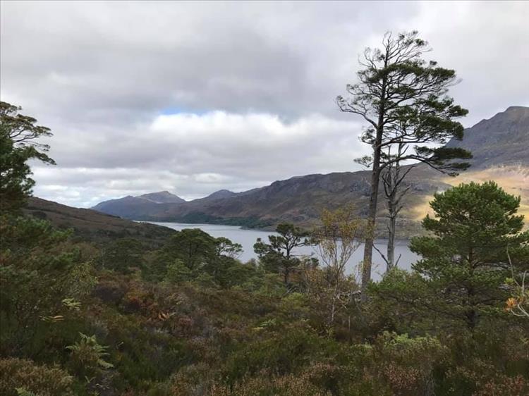 Tall trees and short trees, a loch and the browns of the hardy scottish grasses