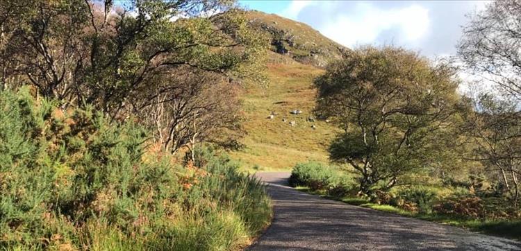 Looking back along the road, more trees more hardy hillsides