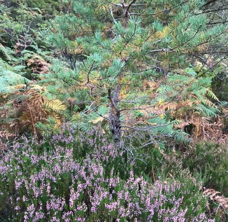 A thick clump of trees and flowers and ferns and grasses