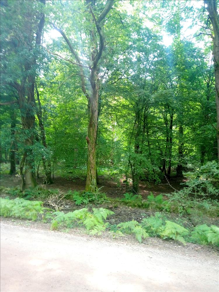 Looking from the track into the deep green forest we see nothing but trees, leaves and branches